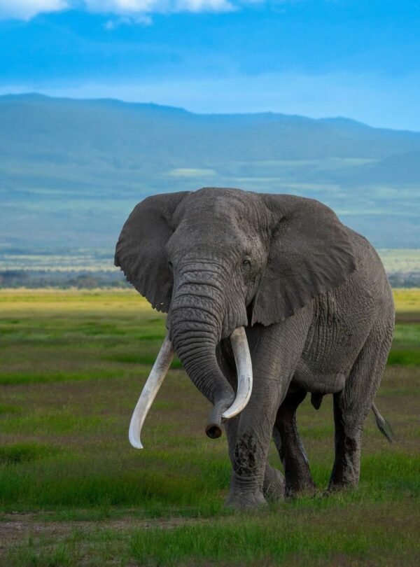 Amboseli and Kilimanjaro